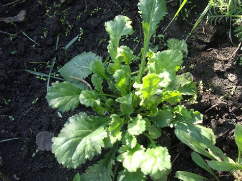 Виды и сорта ромашки ?: декоративная ромашка, ромашка садовая крупная ...