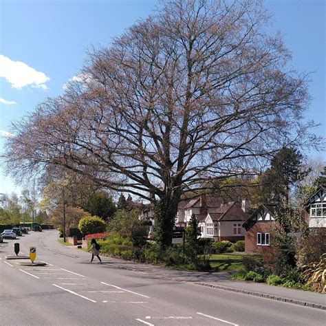 Copper Beech Myton Road Warwick A J Paxton Geograph Britain And