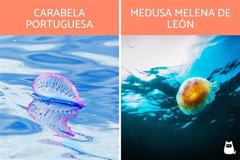 ¿dónde Viven Las Medusas Hábitat Y Distribución