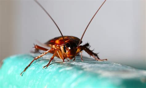 rid  roaches  house plants beatpests