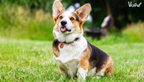 Giá Chó Corgi bao nhiêu? Bảng Giá Chó Corgi mới chuẩn nhất