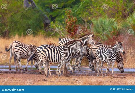 Herd Of Zebras African Equids Stock Photo Image Of Mammal Group