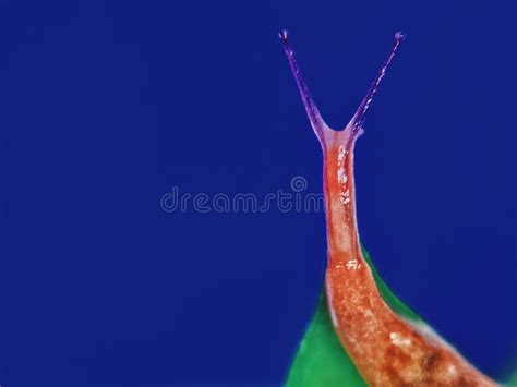 Close Up Snail Naked And Slimy Stock Image Image Of Close Naked 270232521