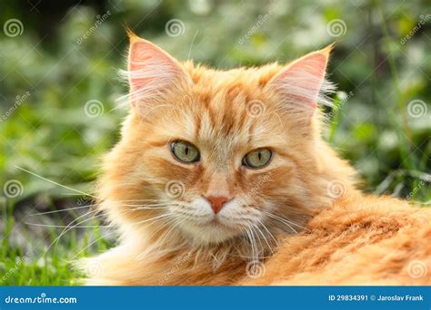 Portrait Of A Beautiful Ginger Cat Stock Image Image Of Domestic