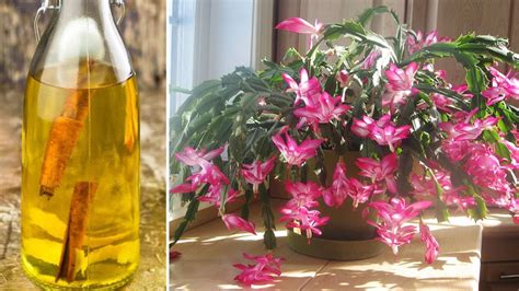 Engrais Naturel Pour Fortifier Vos Plants Engrais De Floraison Home Made