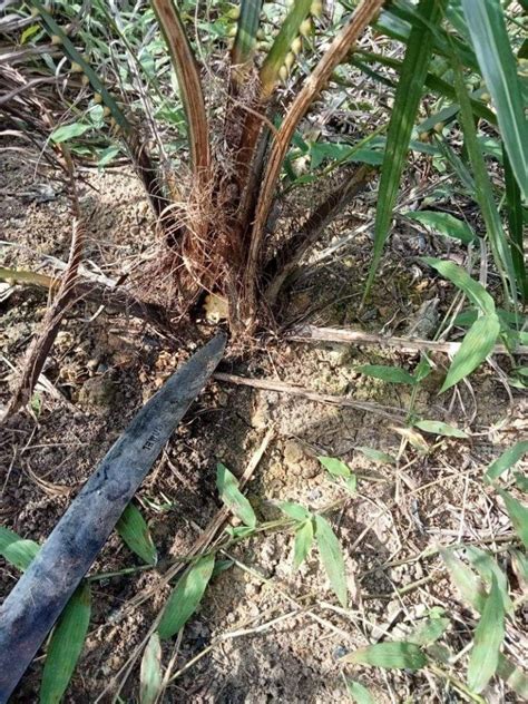 Begini Dampak Yang Ditimbulkan Tikus Dan Cara Pengendaliannya
