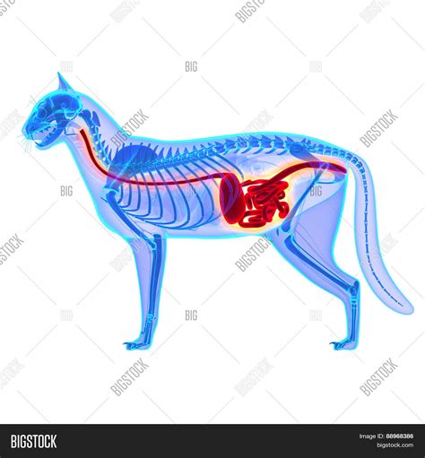 Cat Anatomy Digestive System Diagram