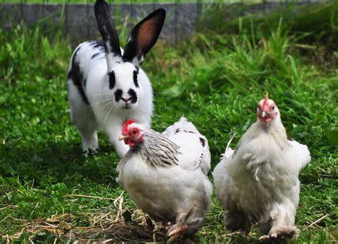 Killer Rabbit Chasing Chickens Flickr