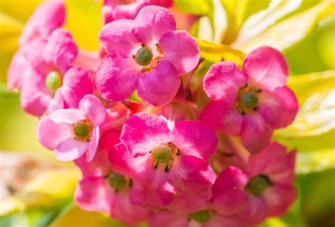 15 Incredible Escallonia Varieties With A Breadth Of Leaves And Flowers