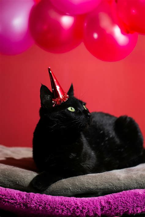 happy birthday to a cat 1