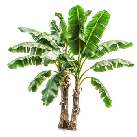 Banana Tree Image 45828333 Png