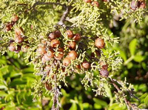 Juniper Berry Oil Benefits for Health, Skin and Hair - Skin Disease Remedies