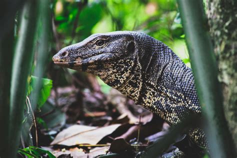 tips for lizard limping fast 5