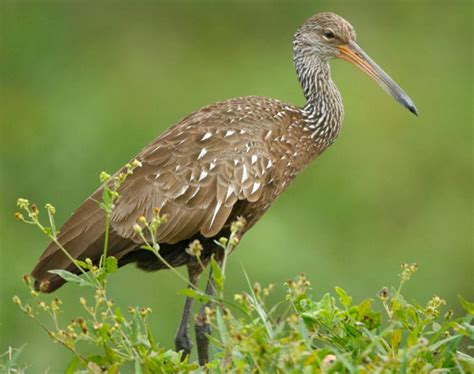 Limpkin Songs and Calls - Larkwire