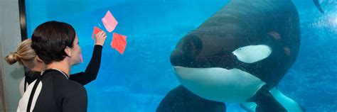 BREAKING: SeaWorld announces the death of Tilikum the Orca Whale