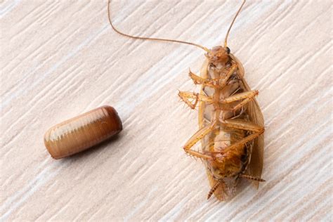 How To Identify Cockroach Eggs Newcastle Pest Exterminators