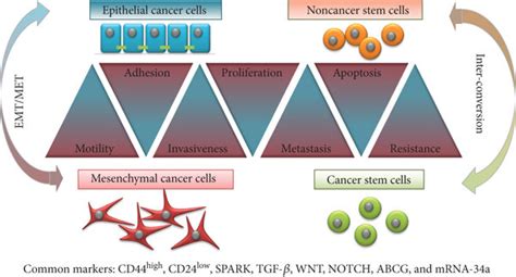 Cancer Stem Cells Versus Mesenchymal Cancer Cells There Are Remarkable