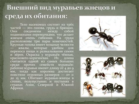 Изучение жизни муравьев-жнецов в условиях домашнего формикария ...