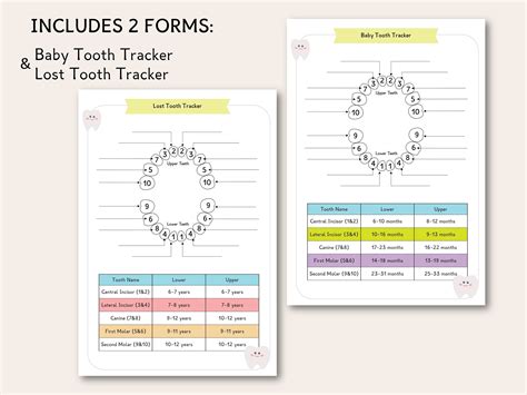 Baby Tooth Chart Kids Teeth Tracking Chart Children's - Etsy