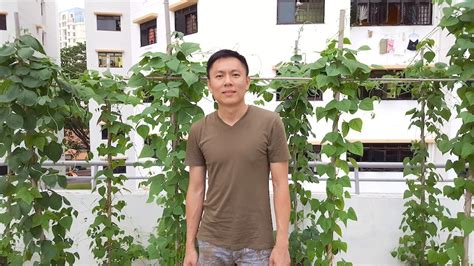 How to Grow Tomatoes in Singapore | The Tender Gardener