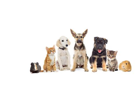 National Pet Month - promoting responsible pet ownership across the UK