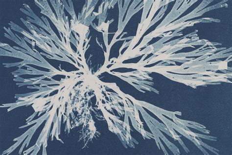 Anna Atkins La Primera Fotógrafa De La Historia Historia Hoy