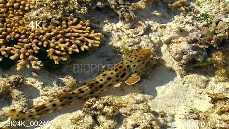 Sharks Epaulette Shark - Epaulette shark in shallow water on reef top ...