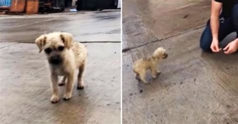 Rain Soaked Babe Longs To Go With Kind Man But His Trauma Is Bigger Than He Is LOLitopia