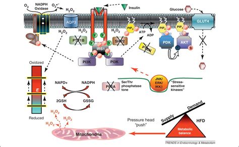 Linking Mitochondrial Bioenergetics To Insulin Resistance Via Redox