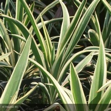 Yucca Filamentosa Ivory Tower