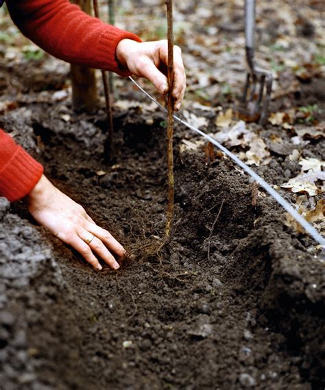 Quand Planter Des Framboises Les Meilleurs Moments Pour Les Plantes