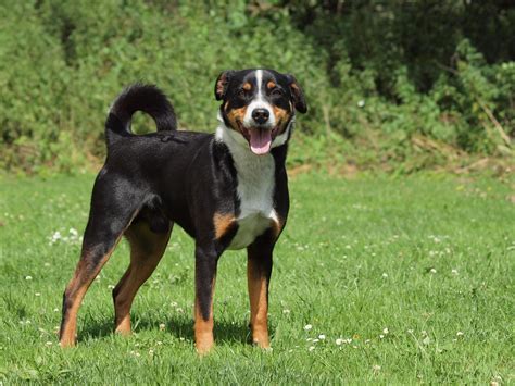Appenzeller Mountain Dog Breed Info And Advice Zooplus Magazine