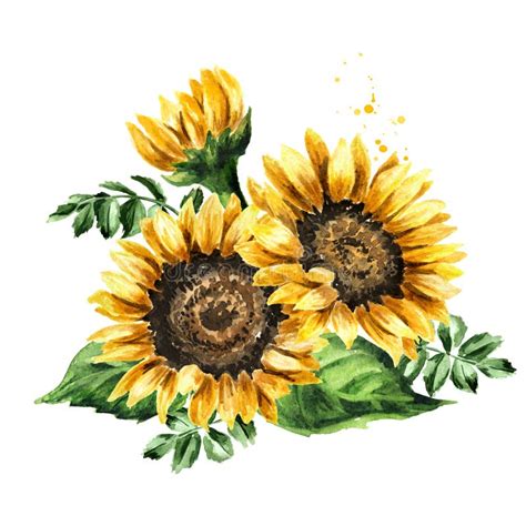 Sunflower with Leaves. Hand Drawn Watercolor Illustration Isolated on ...