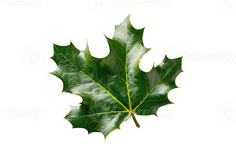 Single Green Leaf Illustration 48946736 Png