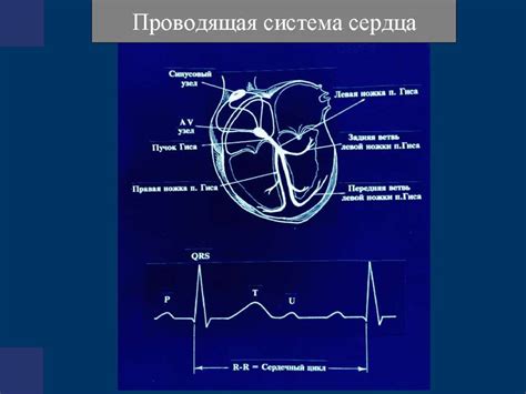 Аритмология и электрофизиология. Механизмы, диагностика аритмий ...