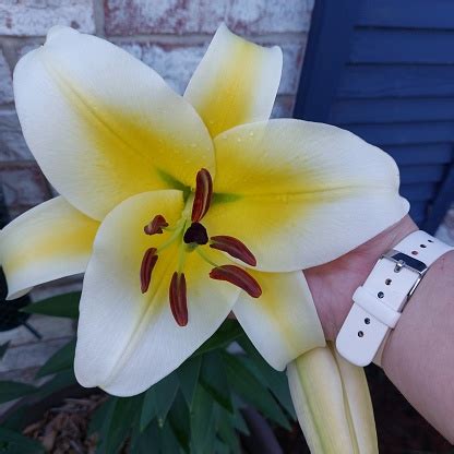 Big Brother Giant Lily Stock Photo - Download Image Now - Beauty In ...