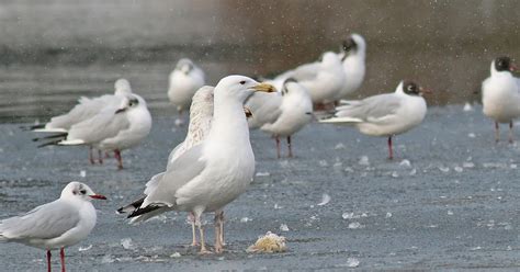 CAMBRIDGESHIRE BIRD CLUB GALLERY Caspian Gull