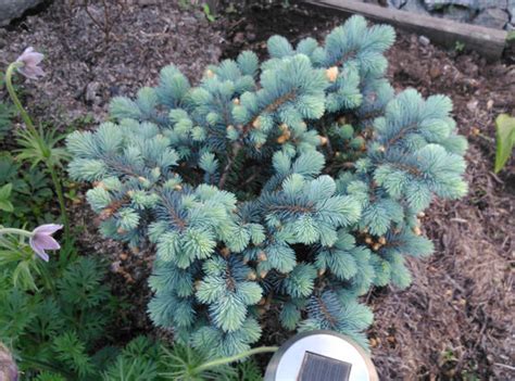 Glauca globosa — ель голубая шаровидная