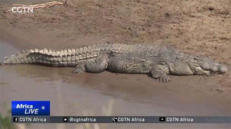 Maasai Maras Crocodile A Perfect Predator Youtube