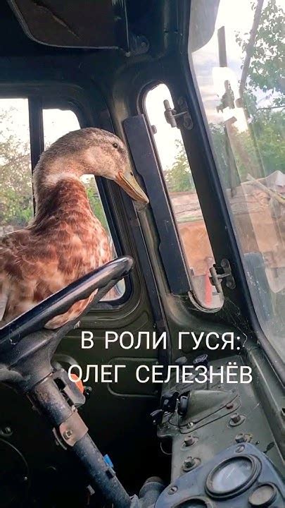 Гусь Олег в сериале Дальбойщики 🦆🚚🎥 #shorts #гусь #дальнобойщики # ...