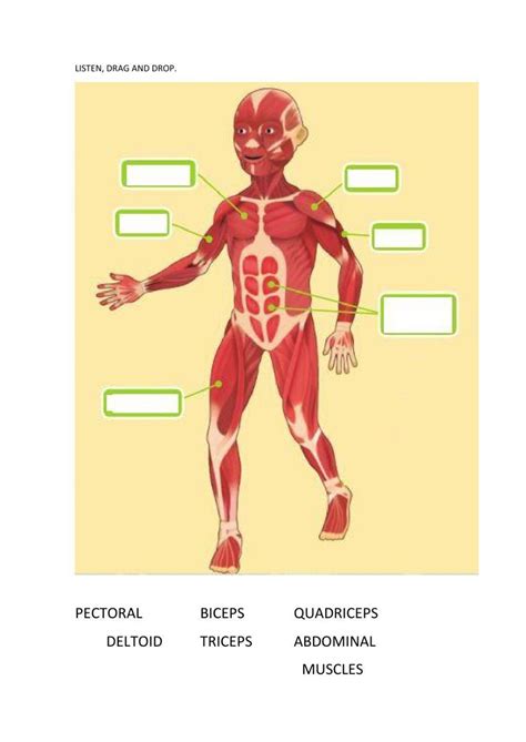 Locomotor System Worksheet Live Worksheets