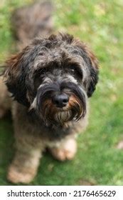 Bichon Frise Shih Tzu Correct Spelling Stock Photo 1411846742 ...