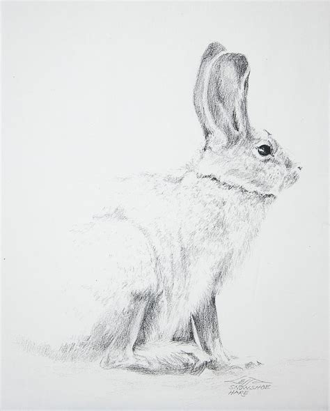 Snowshoe Hare Drawing By Marian Lessa Lawrence Fine Art America