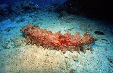 manfaat gamat  kesehatan