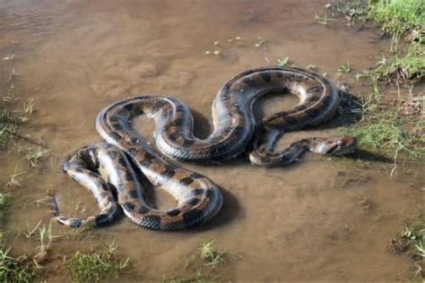 Best snake repellent | Nature's Mace