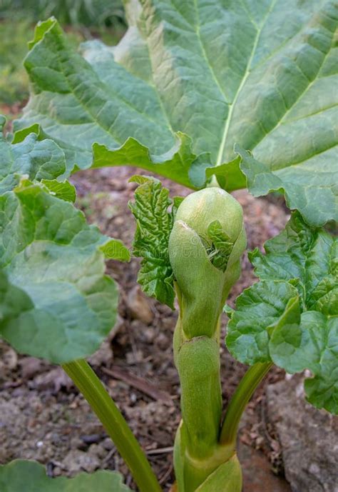 Rhubarb Plant Going To Seed In Vegetable Garden Allotment Stock Photo