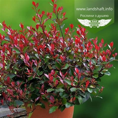 Photinia fraseri 'Little Red Robin', Фотиния Фрезера 'Литтл Ред Робин ...