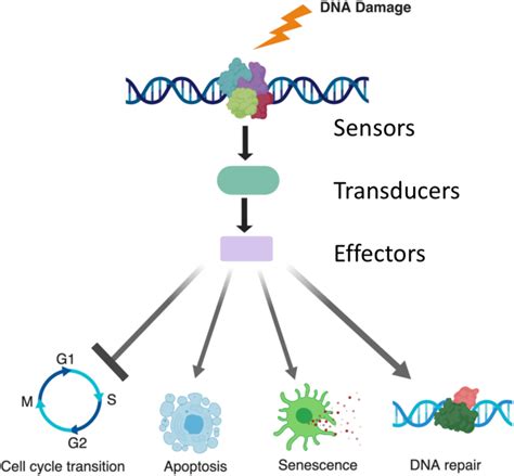 PDF Factors Modifying Cellular Response To Ionizing Radiation