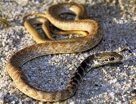 Red Racer Coluber Flagellum Piceus