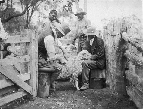 Australian wool | Australian agricultural and rural life | Stories ...